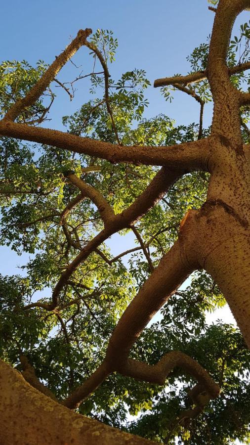 La Ceiba Speciosa Bed & Breakfast Capaccio Dış mekan fotoğraf